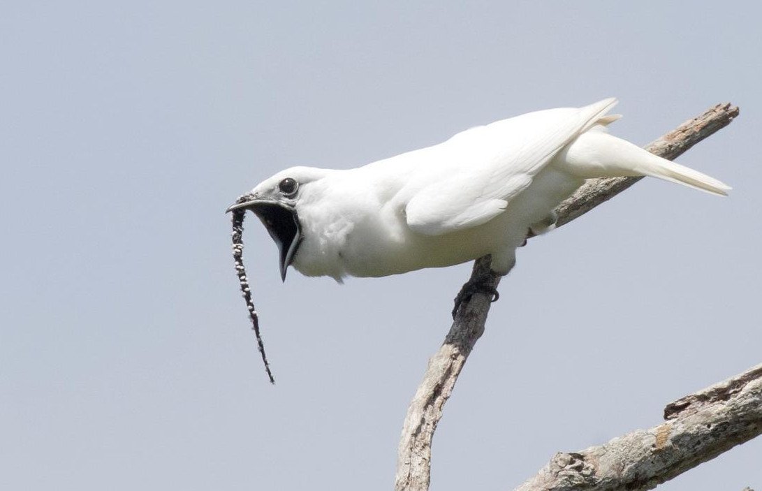 Welcher Vogel ist der lauteste?