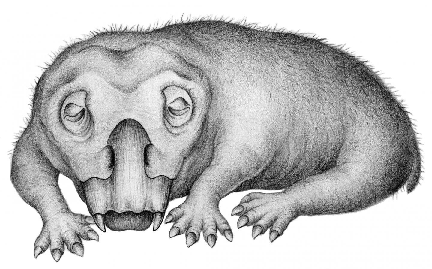 Winterschlaf vor 250 Millionen Jahren?