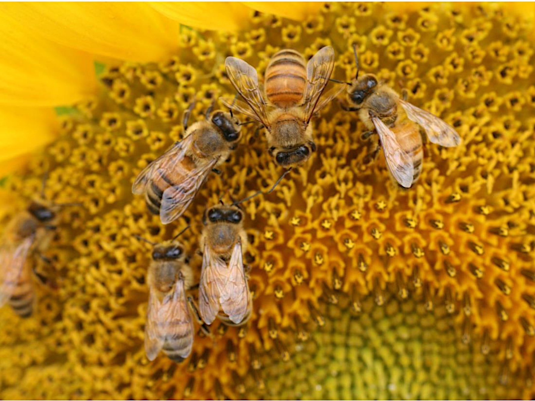 Bienen auf Sonnenblumen geeicht