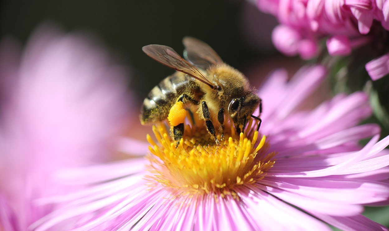 Bienen schätzen Wahrscheinlichkeiten ein