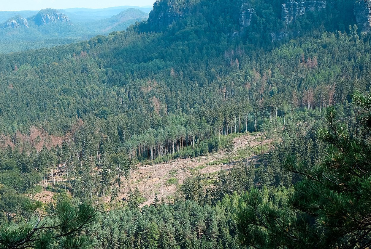 Europas Wälder werden löchrig