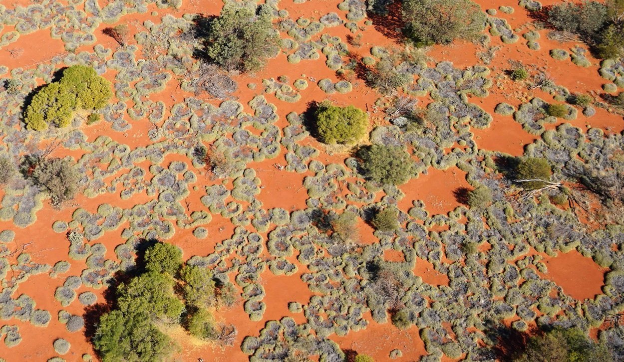 Geheimnis der australischen Feenkreise gelüftet