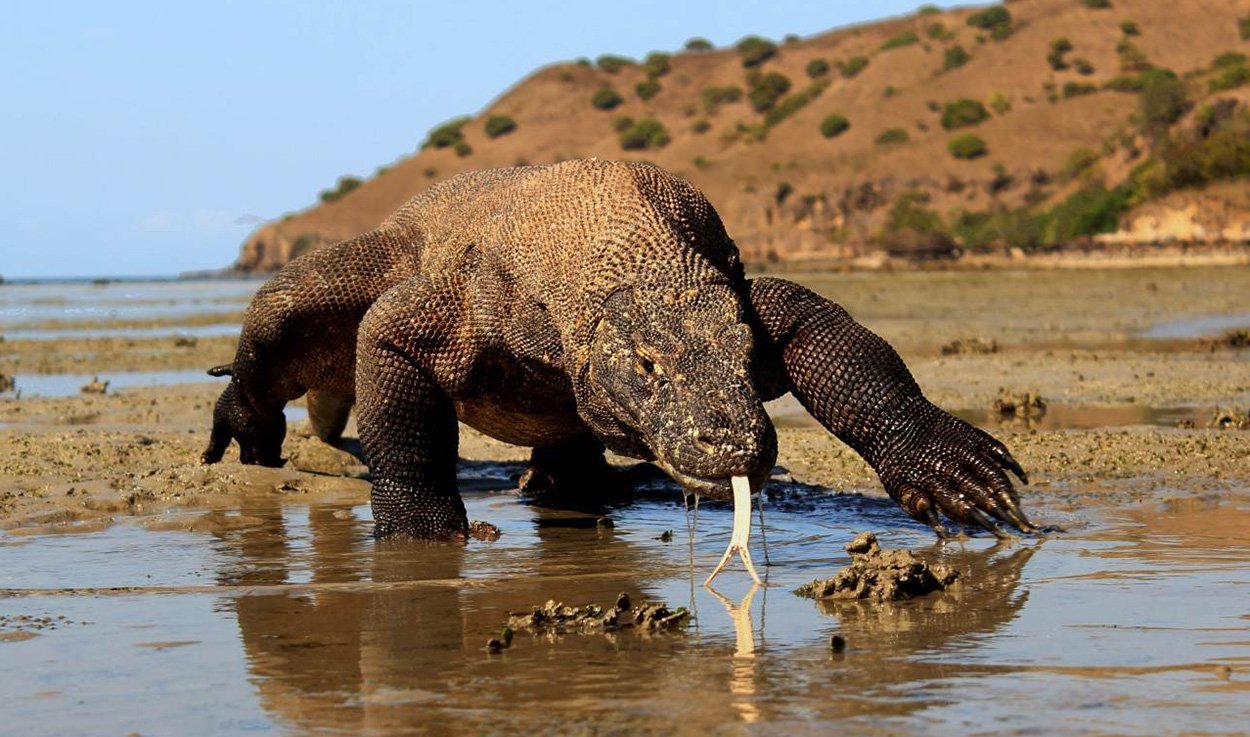 Klimawandel bedroht Komodowarane