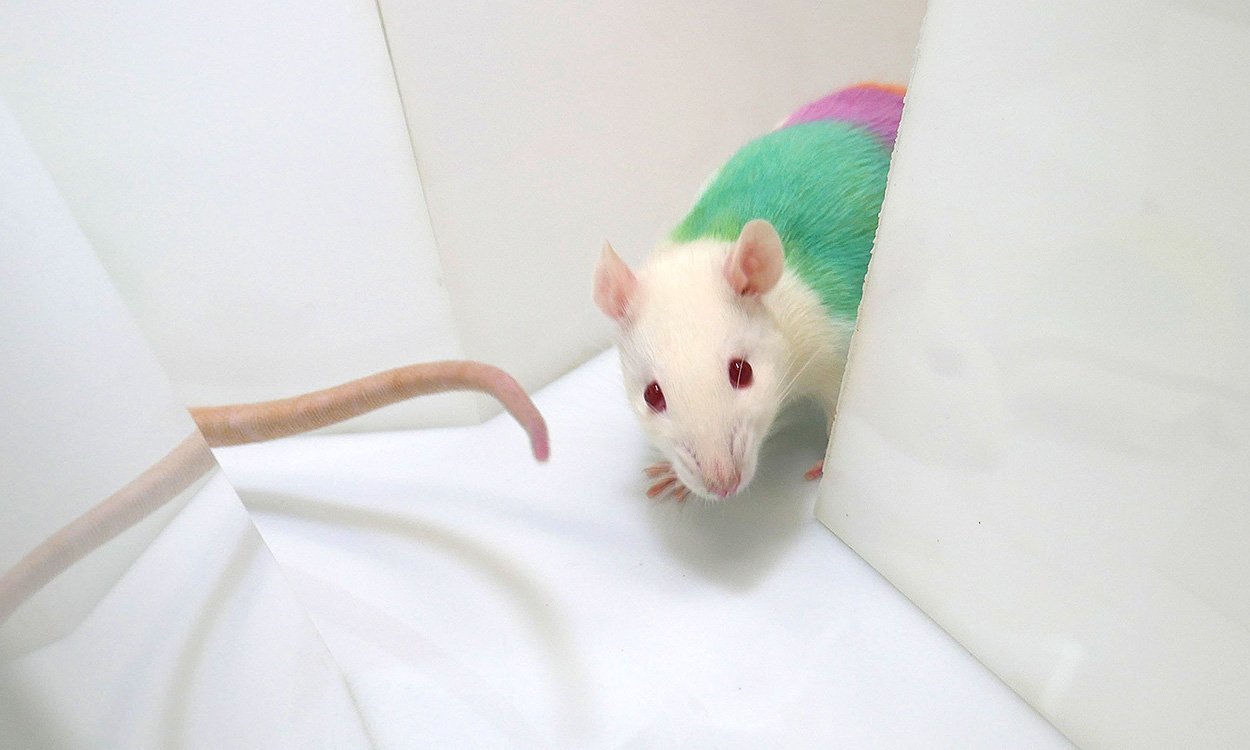 Mit Teamwork zum Erfolg: Wie Ratten zusammenarbeiten