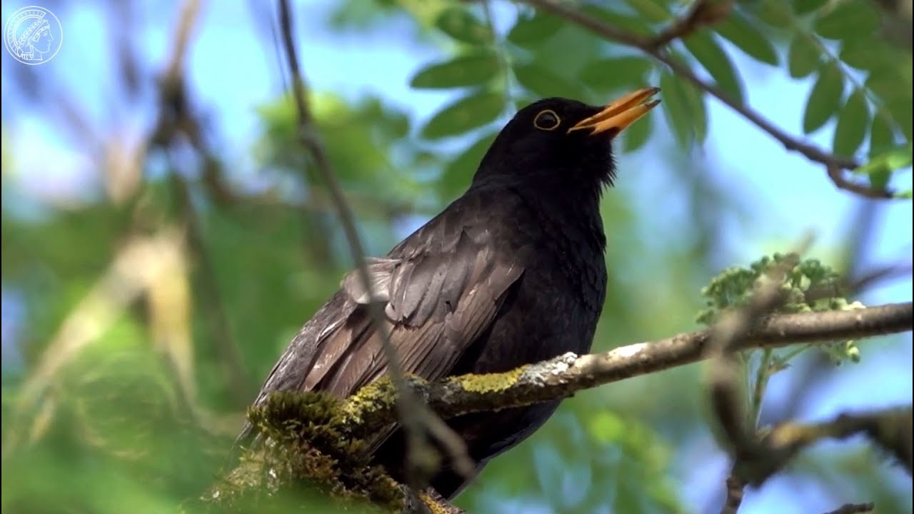 Vogelforschung vom All aus