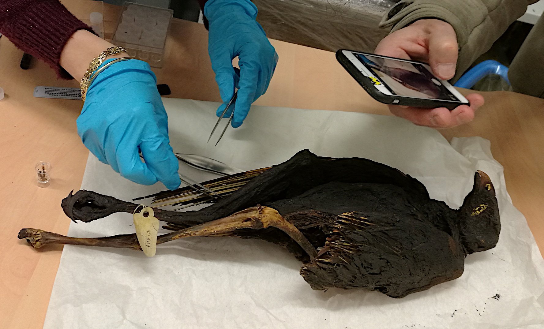Vogelmumien: Wild- oder Zuchttiere?