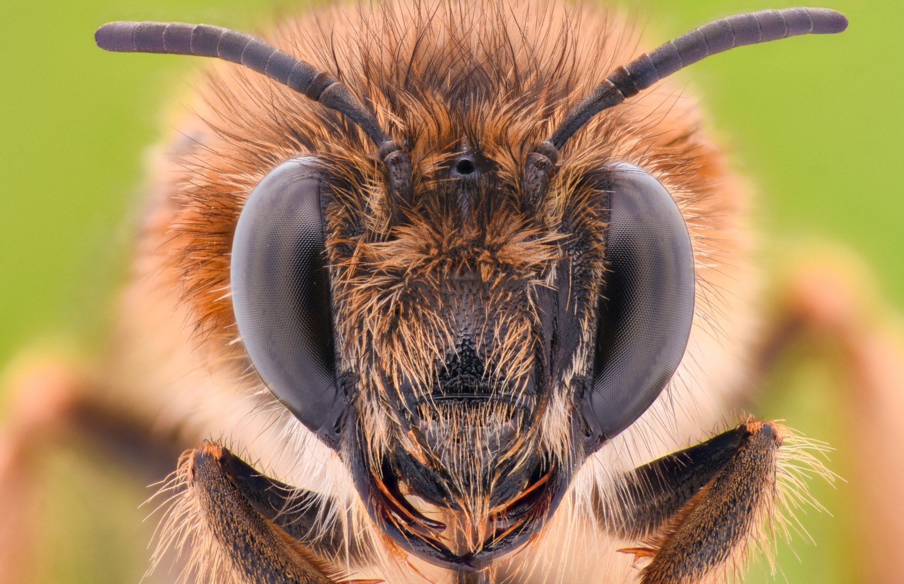 Welche Bienenarten haben viel Grips?