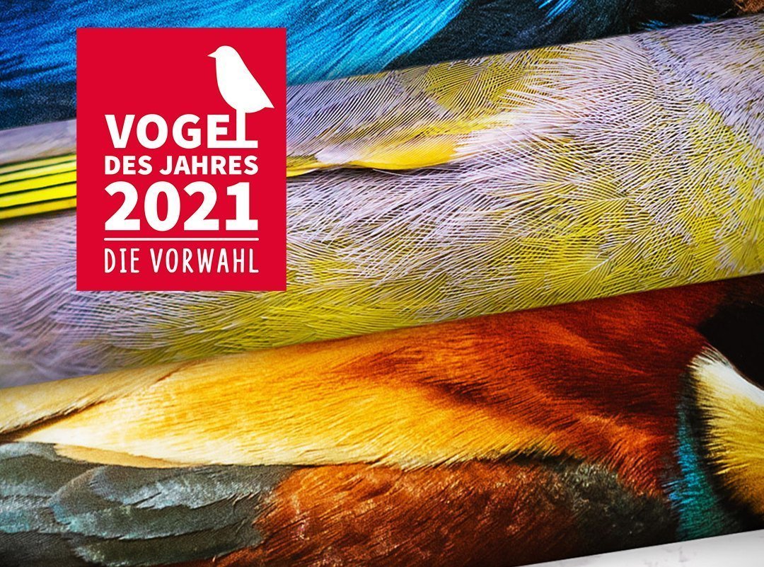 Aufruf zur öffentlichen Wahl