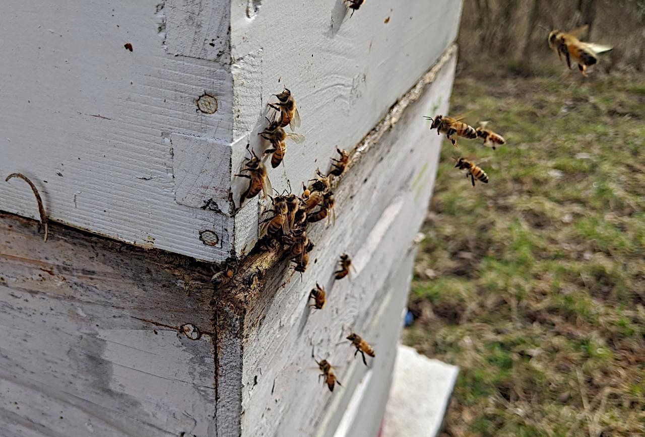 Bienen: Bakterieller Mitgliedsausweis