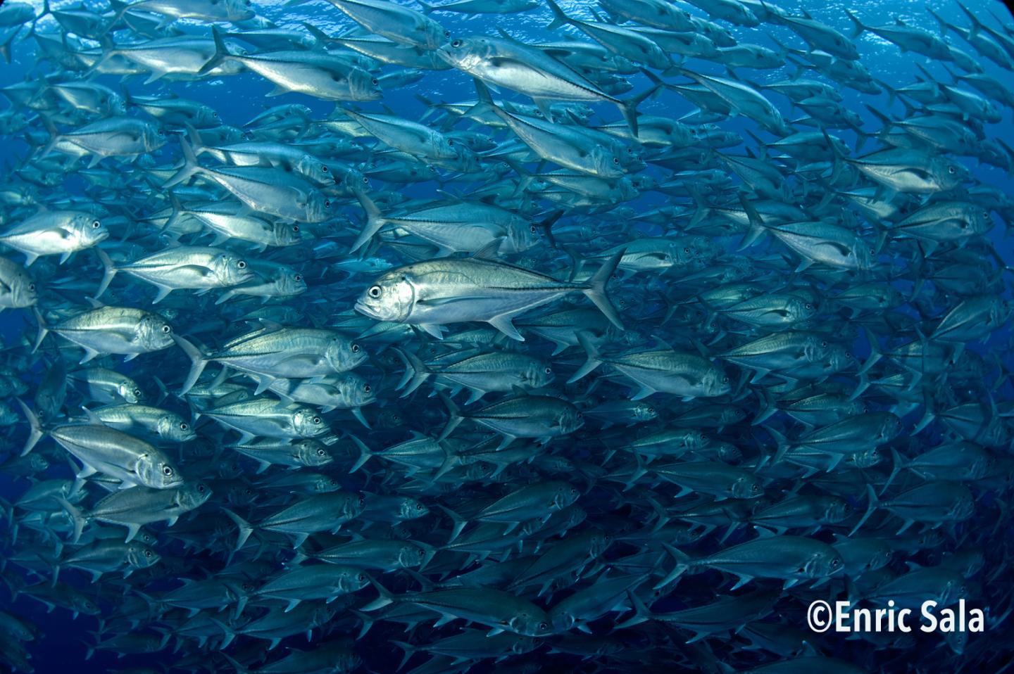 Große Fische bilden Kohlenstofflager