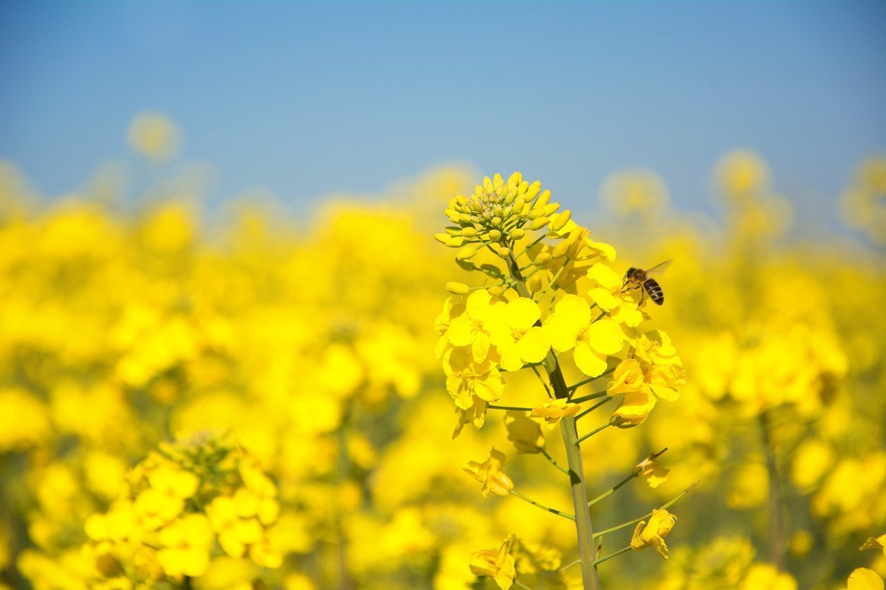 Pilz-Virus verwandelt Feind in Freund