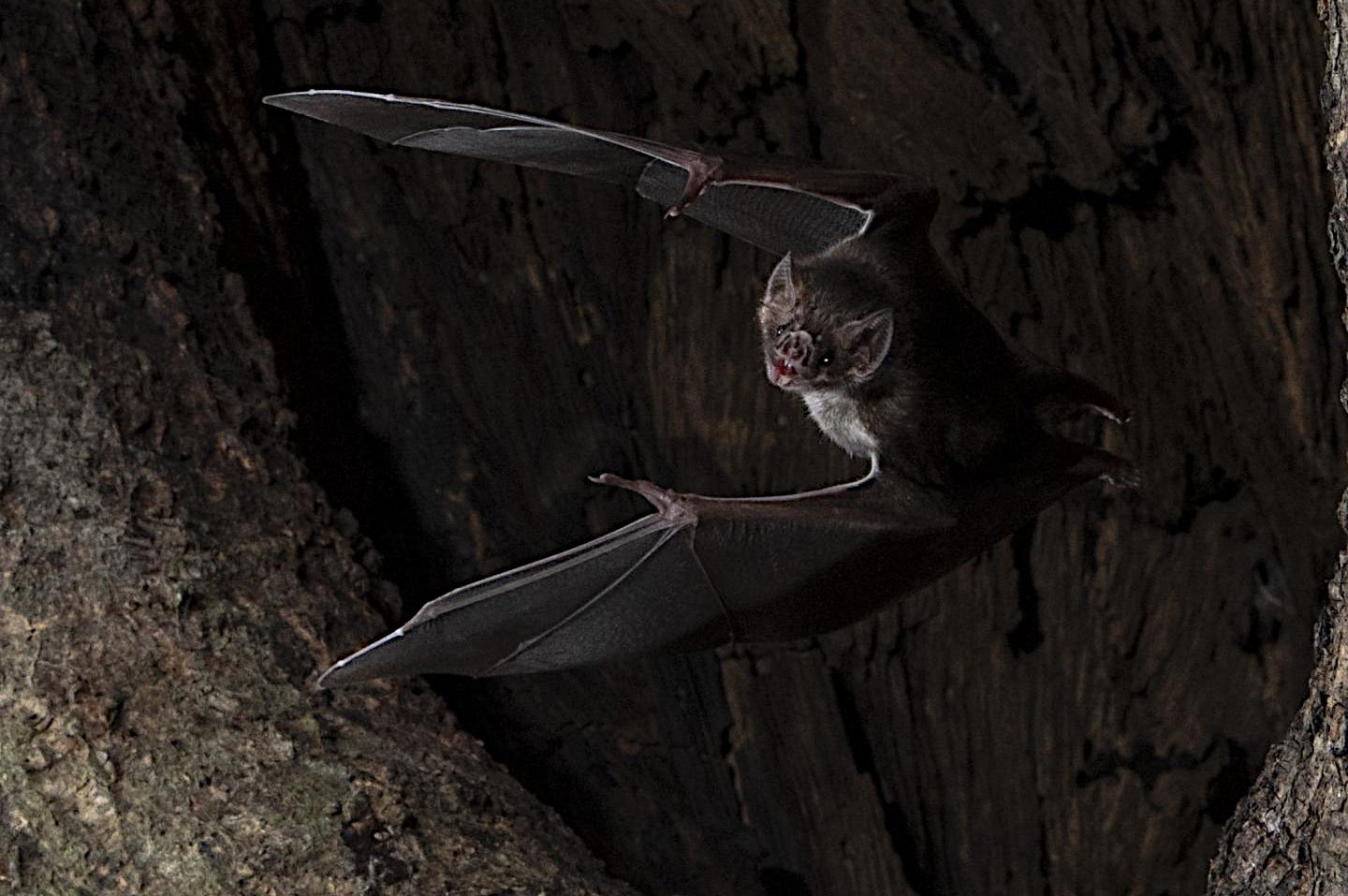 Social Distancing bei „Vampiren“