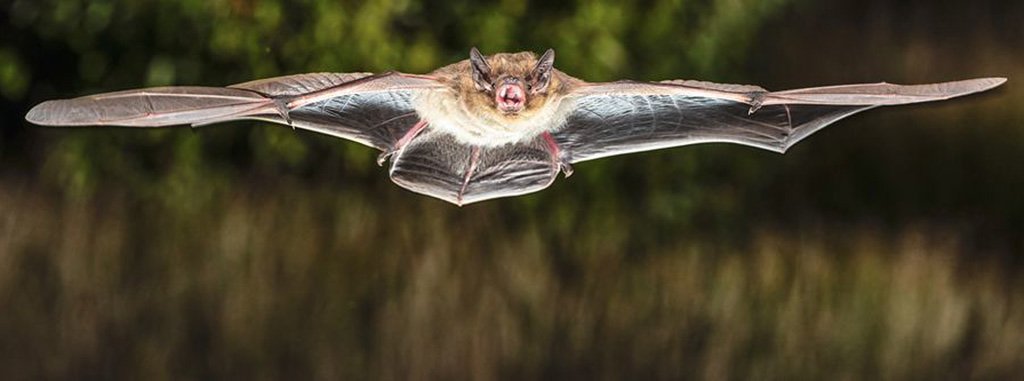 Ziehende Fledermäuse sparen an ihrer Immunabwehr
