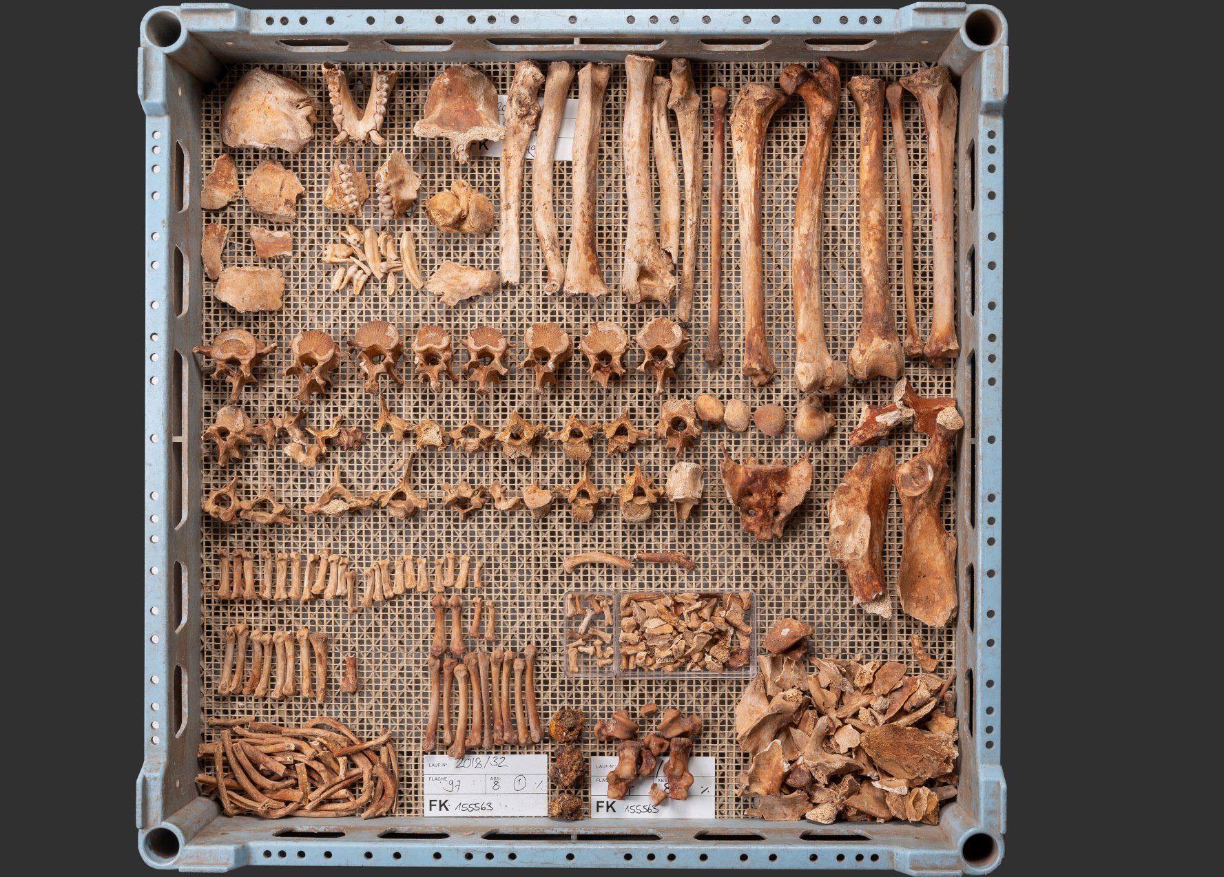 Affenskelett mit trauriger Geschichte