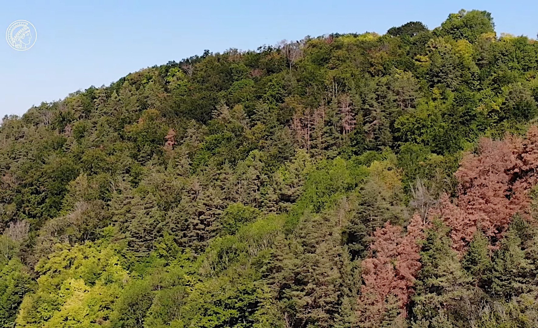 Blick auf das Baumsterben in Deutschland