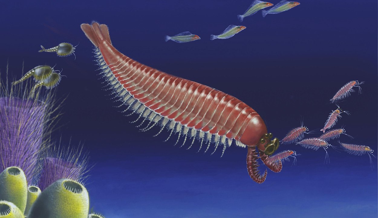 Fünfäugiges Fossil beleuchtet Evolution der Gliederfüßer