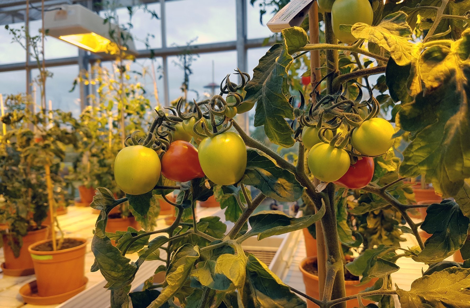 Pilz-Pflanzen-Freundschaft versüßt Tomaten