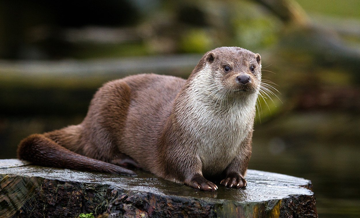Der Fischotter ist Tier des Jahres 2021