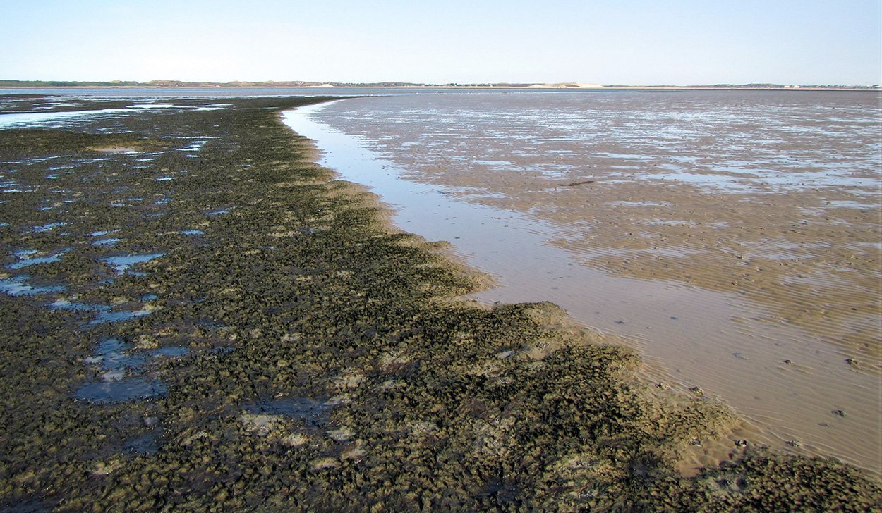 Eingeschleppte Alge verändert das Wattenmeer