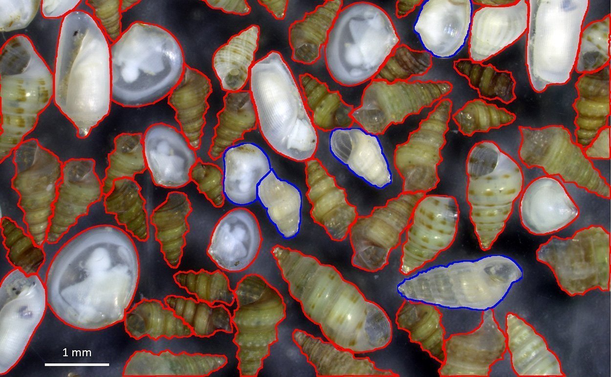 Biodiversitäts-Kollaps im östlichen Mittelmeer