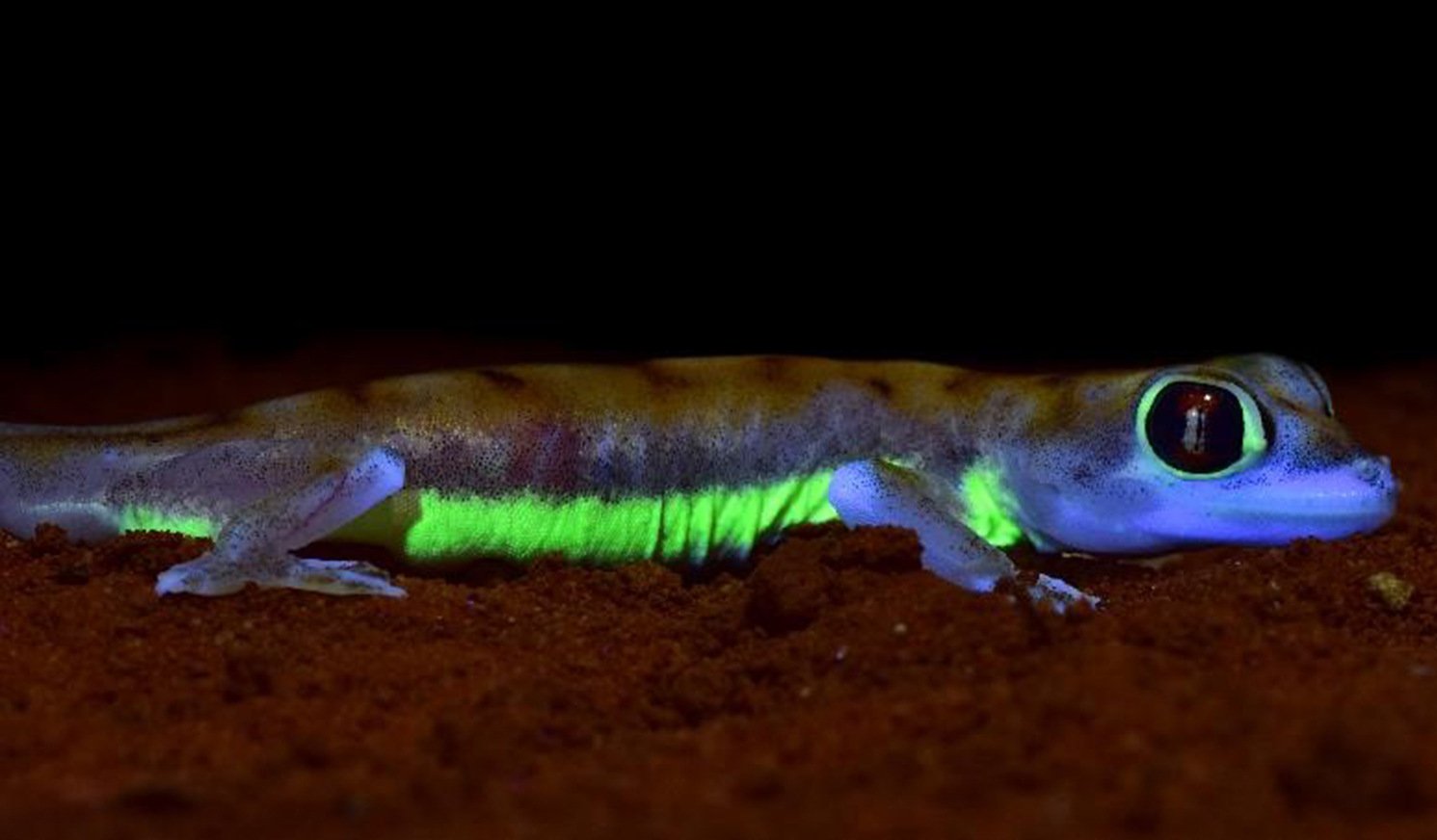 Fluoreszenzstreifen bei Geckos entdeckt