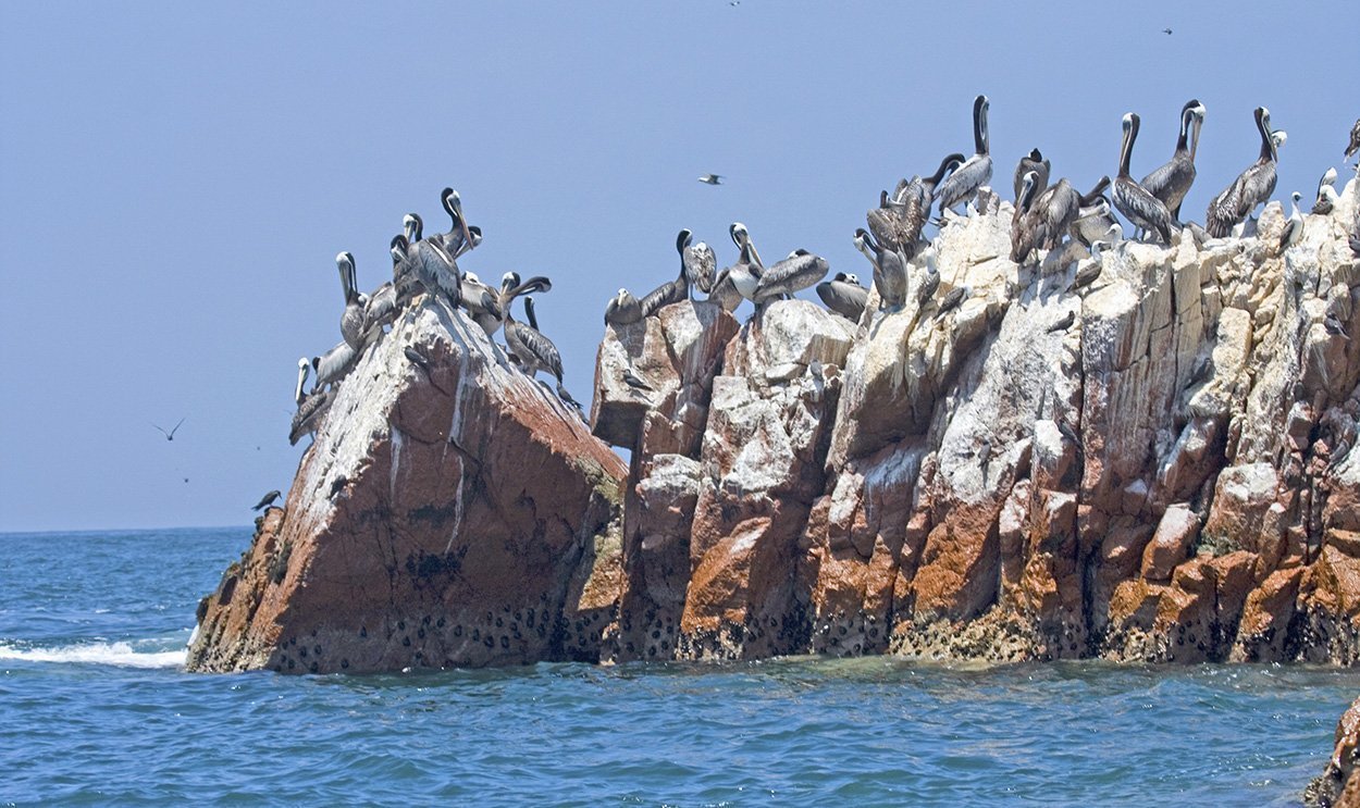 Guano als Dünger für die Atacama
