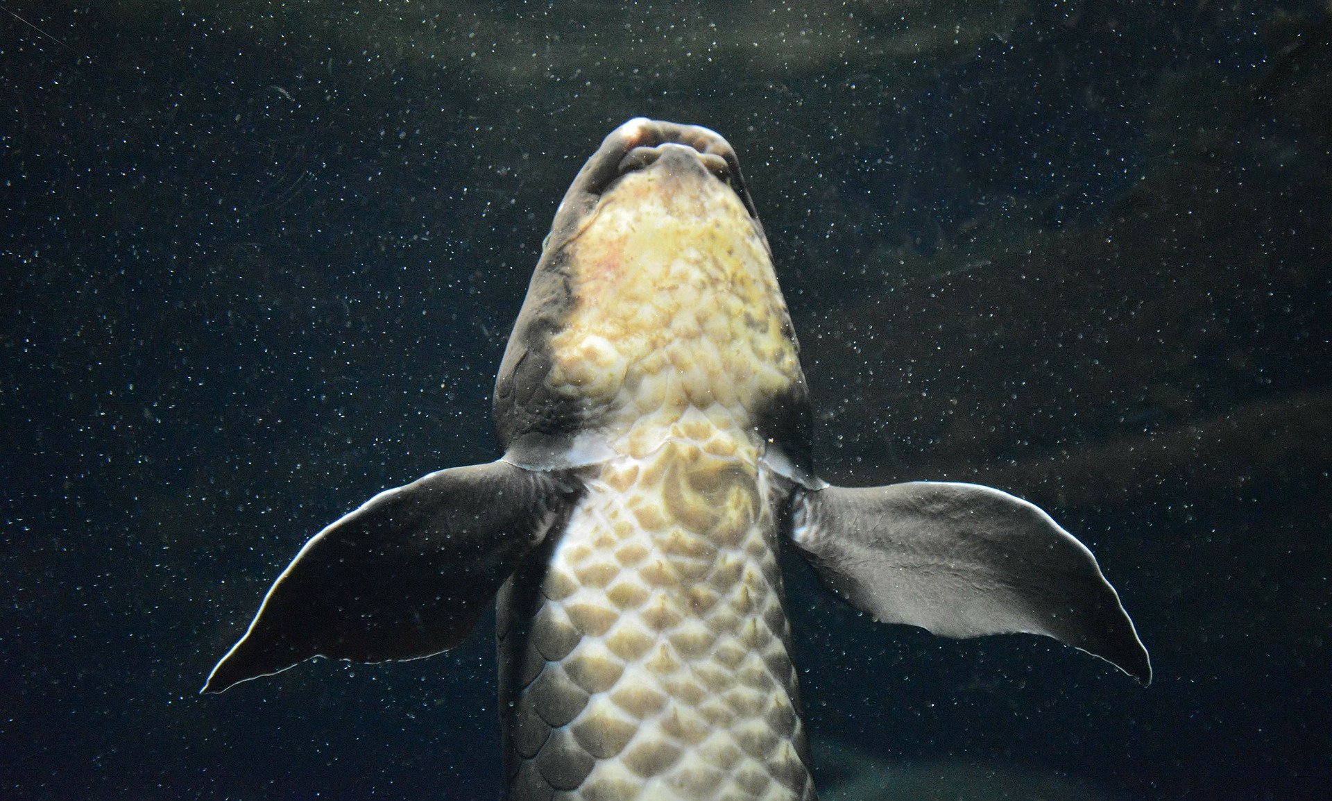Lungenfisch-Genom: Einblicke in den Landgang