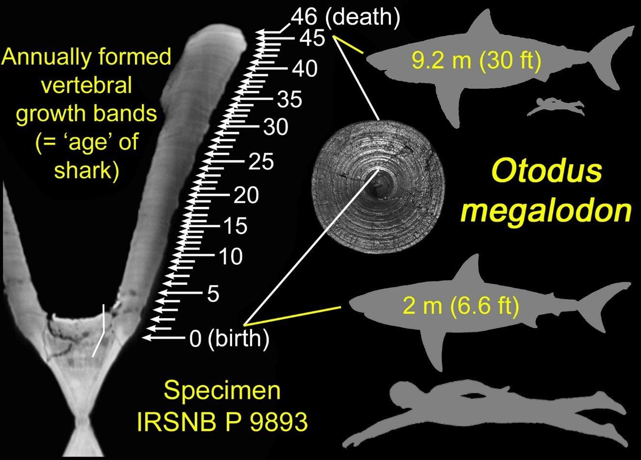 Mega-Hai gebar Riesenbabys