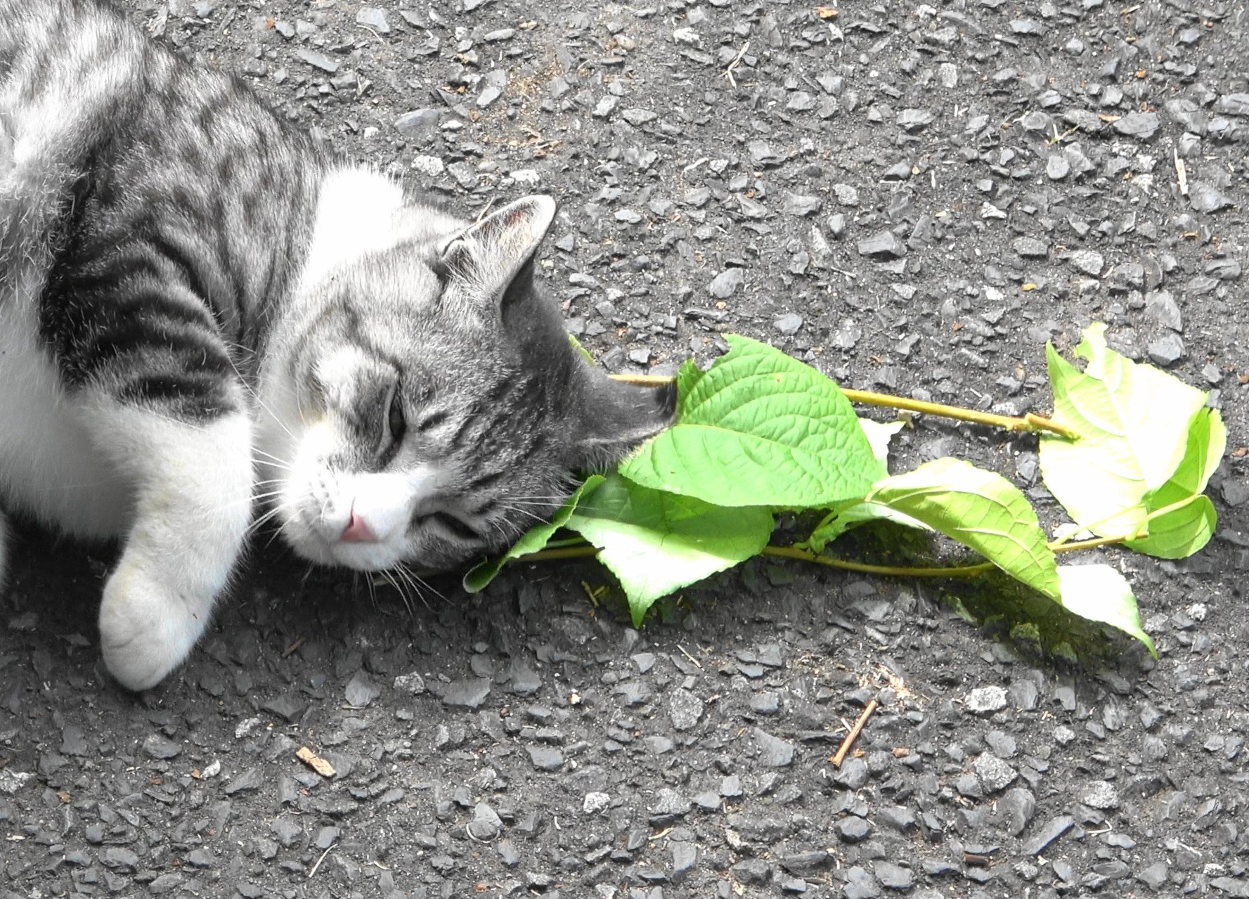 Warum Katzen bestimmte Pflanzen lieben