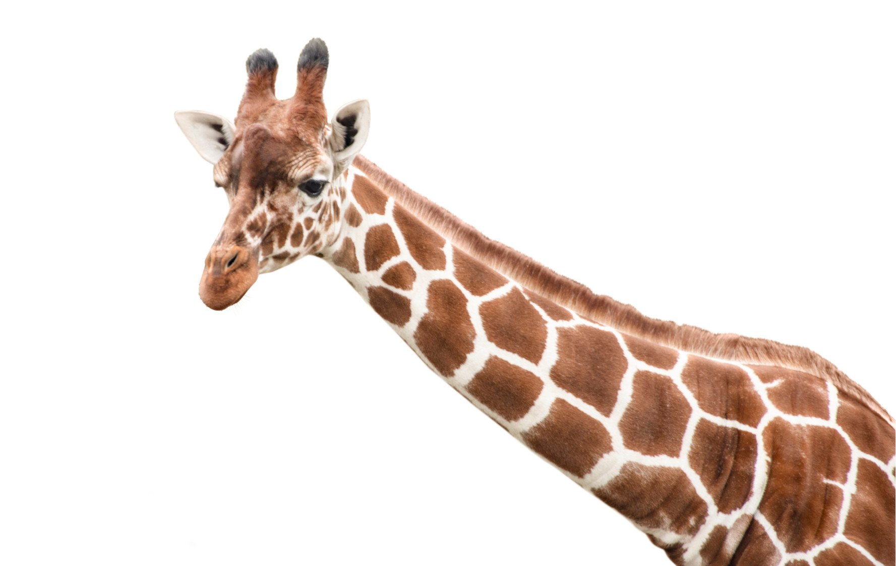 Was Giraffenhälse lang macht
