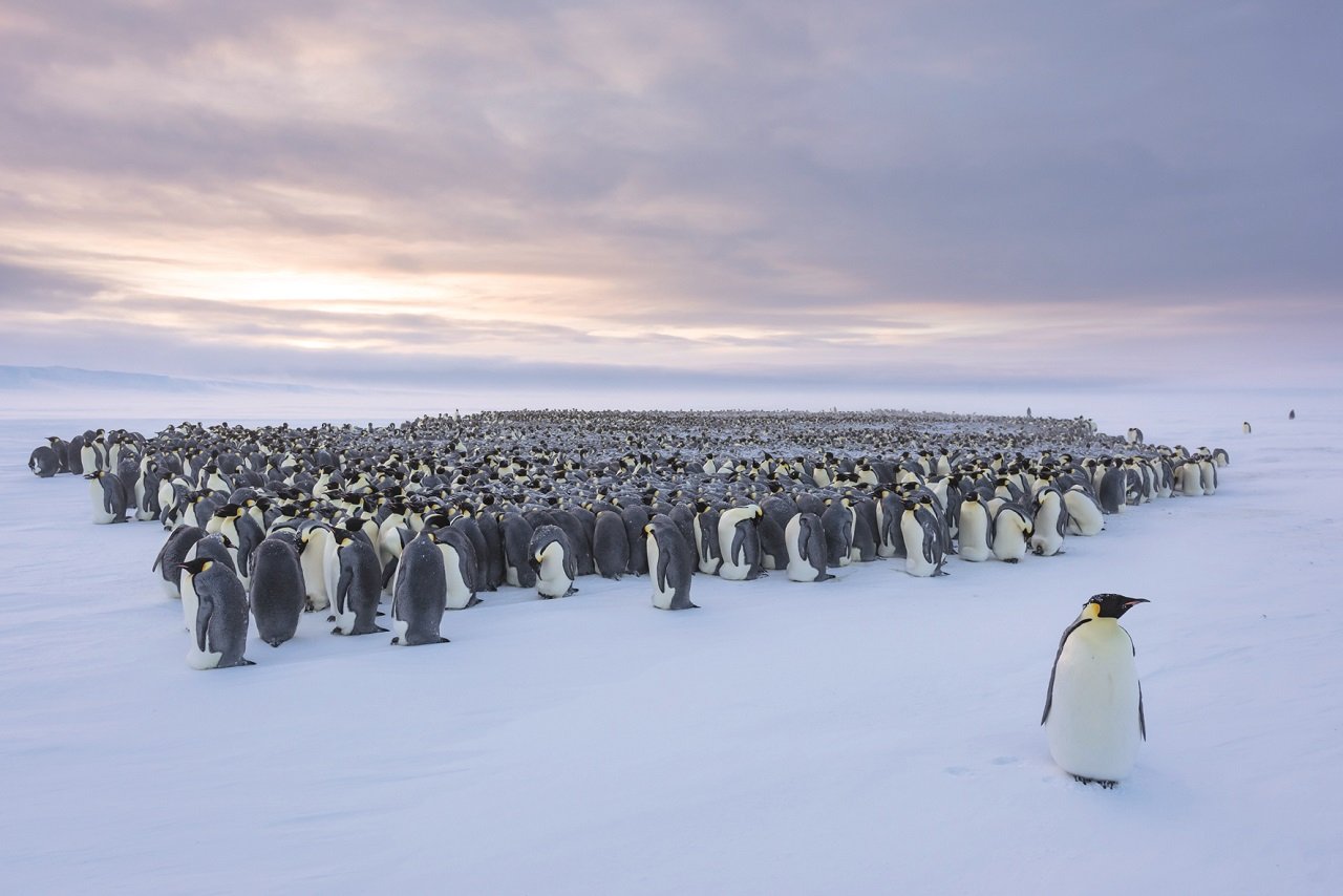 Die Gemeinschaft der Pinguine