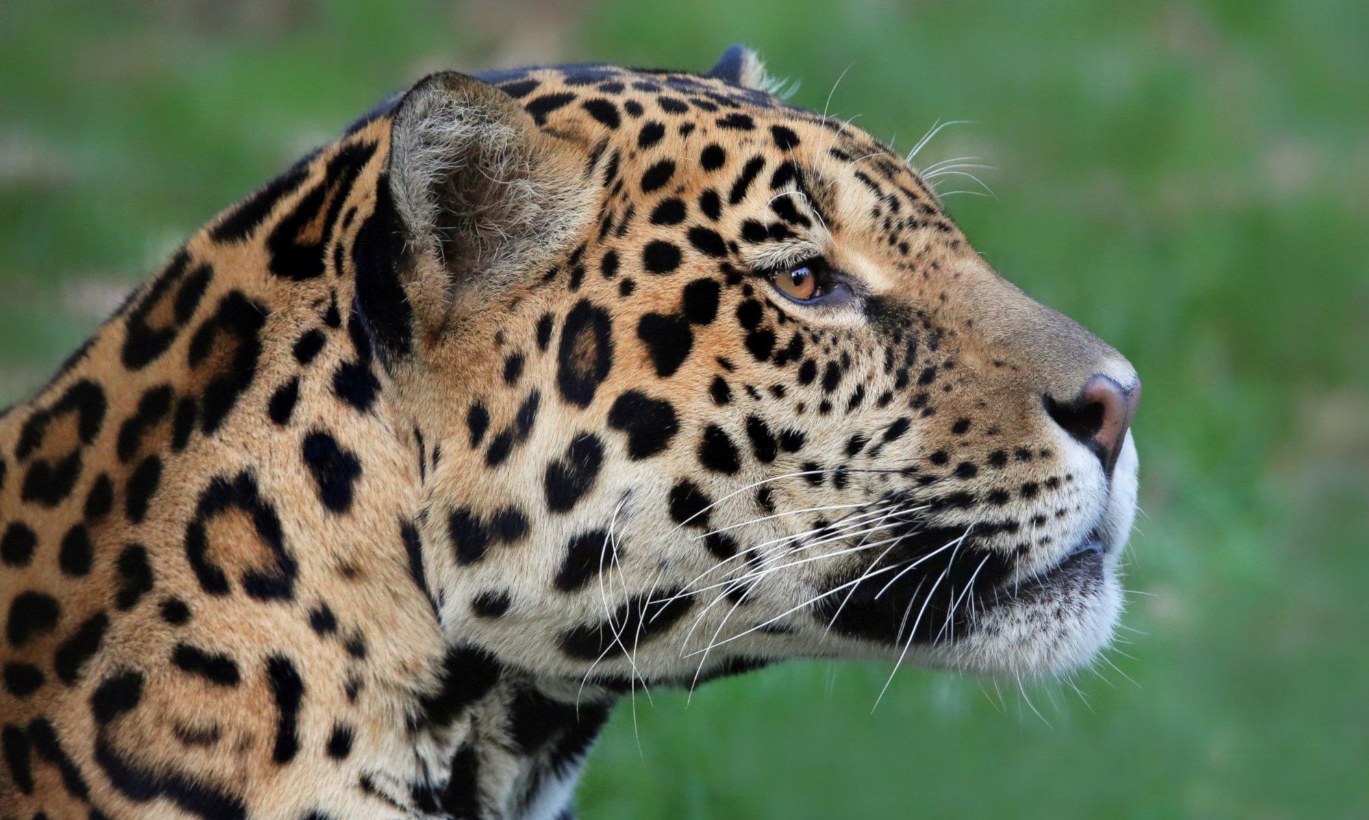 Petition für den Jaguar-Schutz