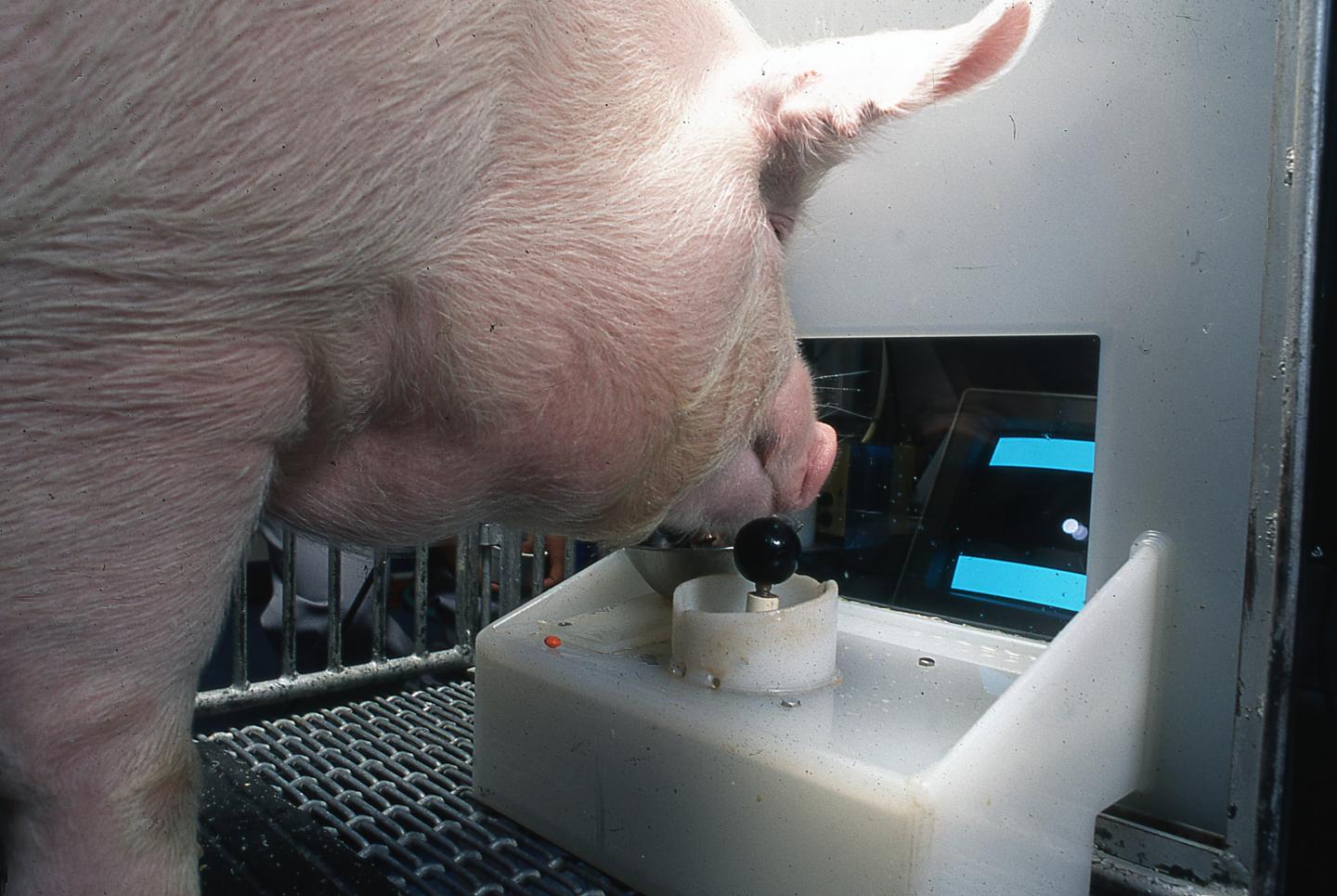 Sau schlau: Schweine am Joystick