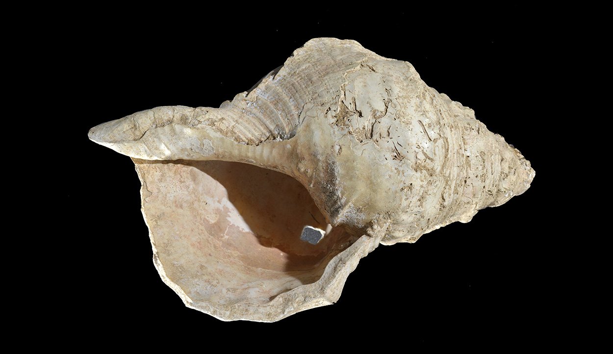 Steinzeitliches Schneckenhorn erklingt nach 18.000 Jahren