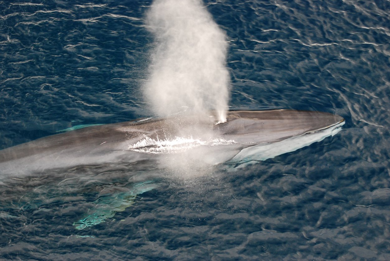 Walrufe geben Einblicke in die Erdkruste