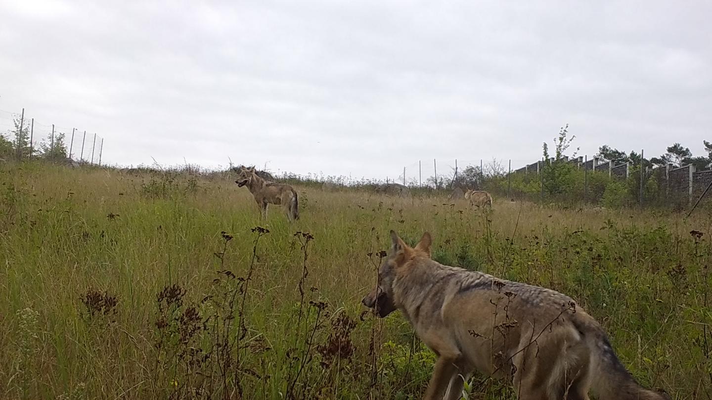 Wildtierkorridore: Faktor Mensch beachten!