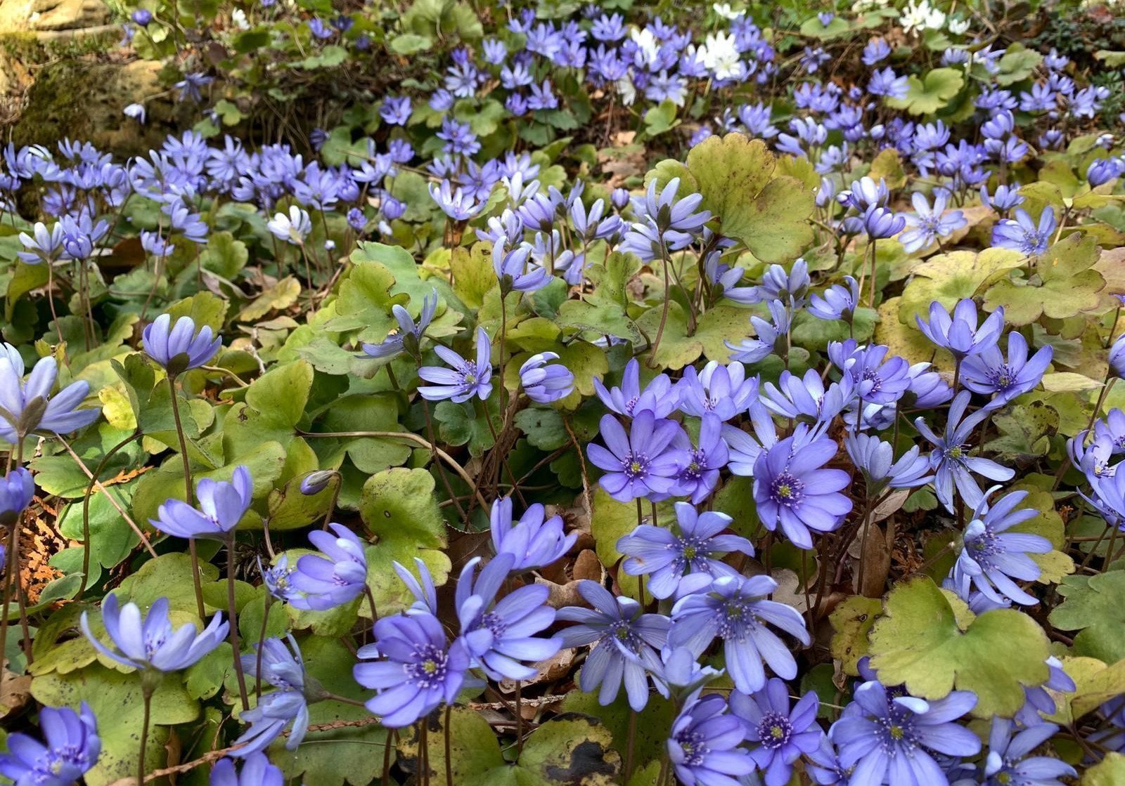 Die Blütenfarbe Blau im Rampenlicht