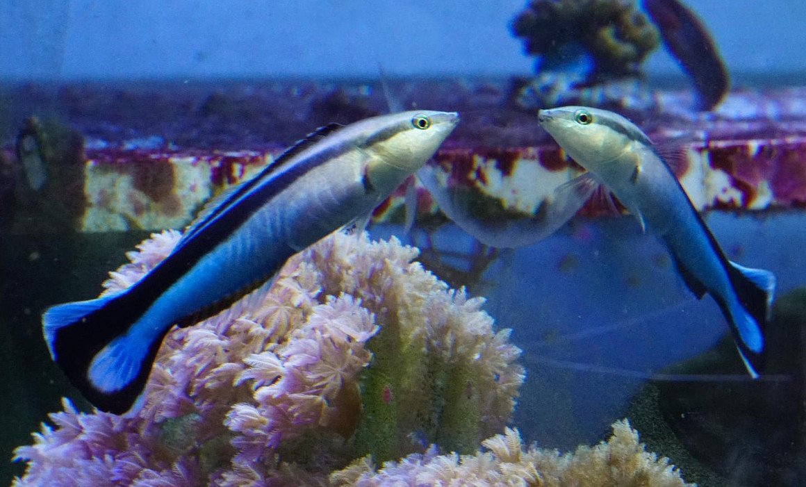 Erkennen sich Fische im Spiegel?