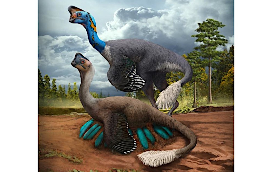 Fossil eines brütenden Dinos