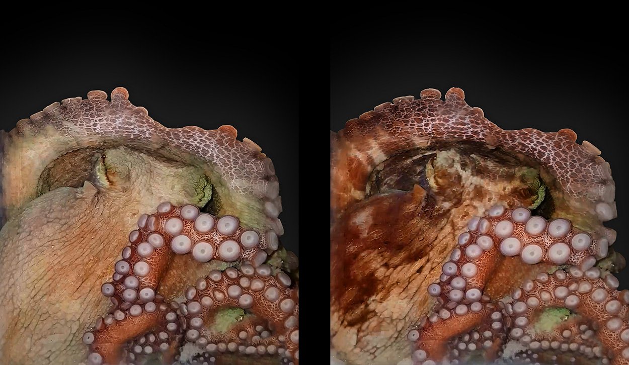 Kraken haben zwei wechselnde Schlafphasen