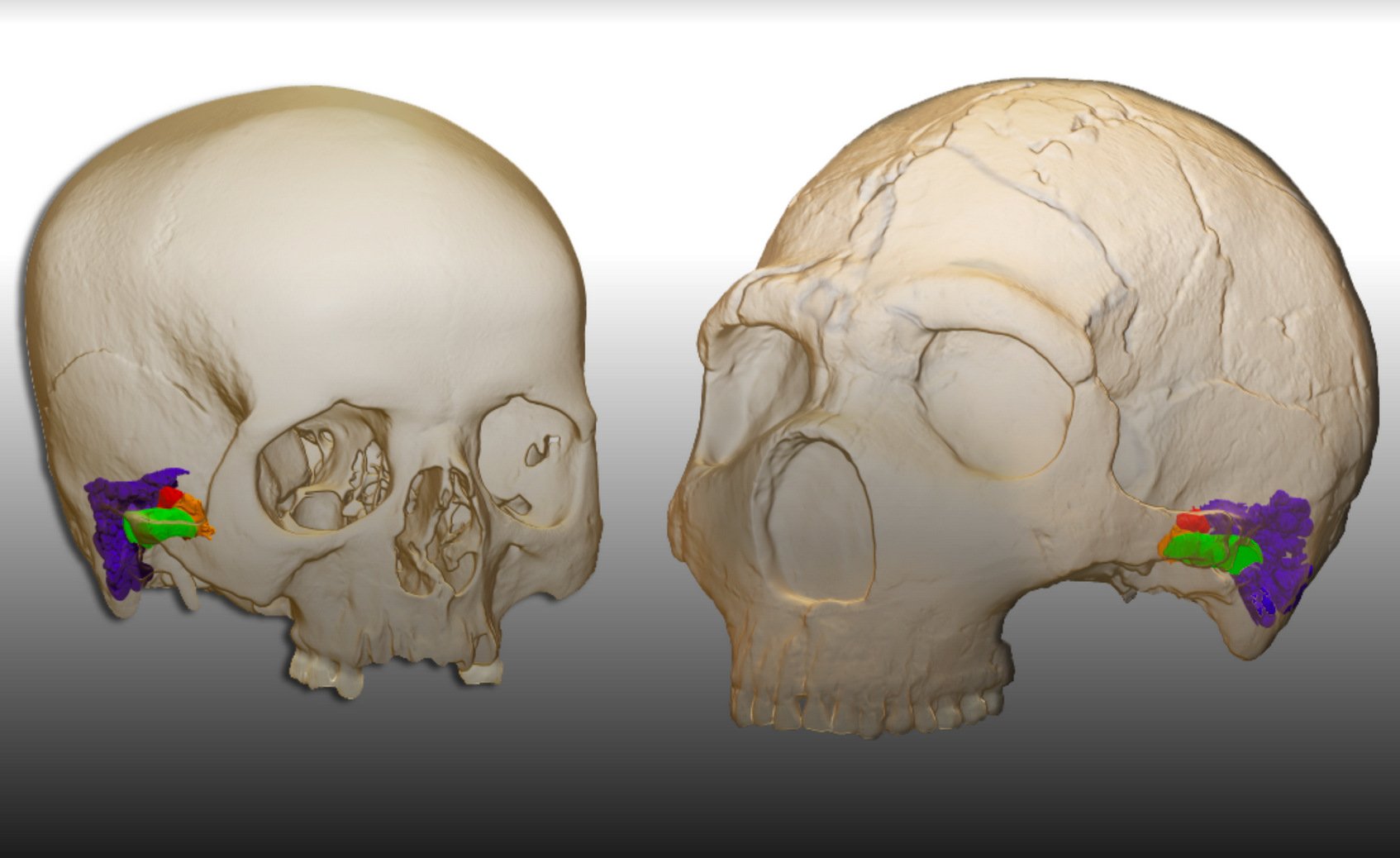 Neandertaler: Hinweis auf Sprachfähigkeiten
