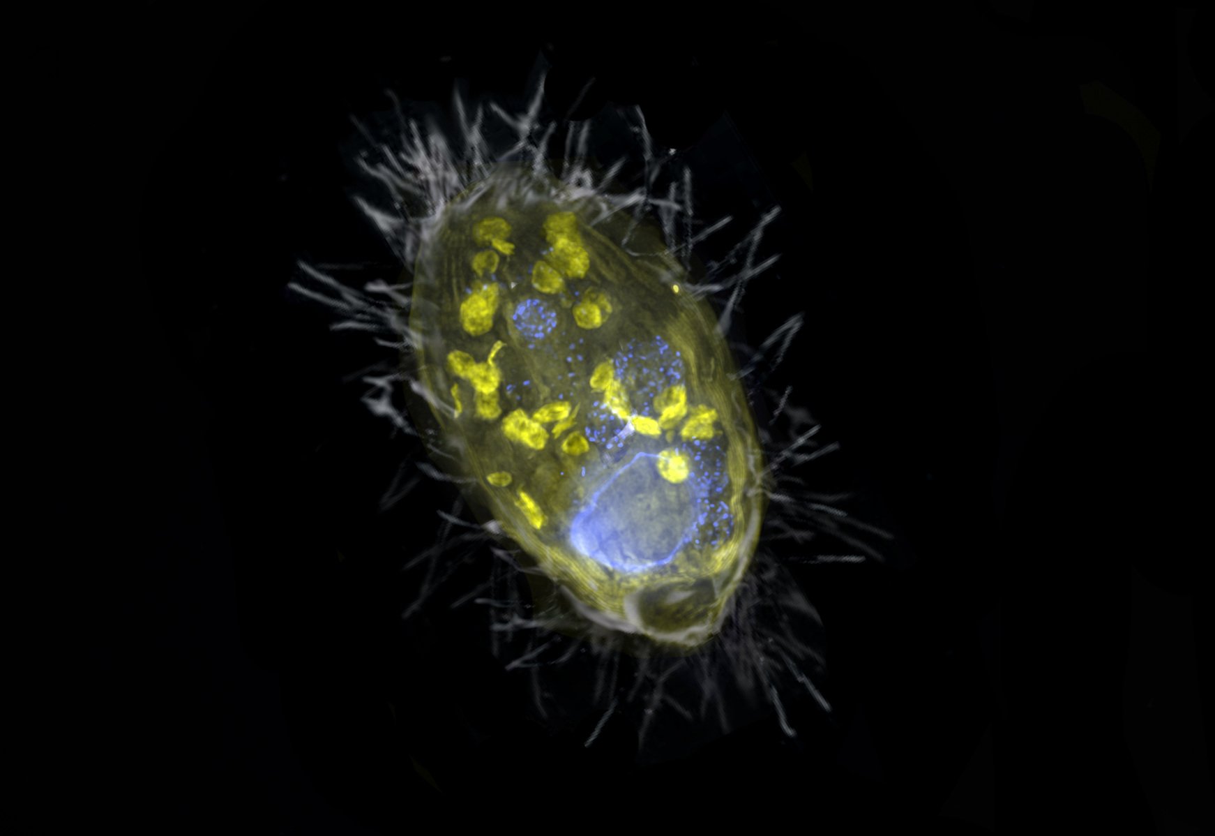 Neue Symbiose-Form entdeckt