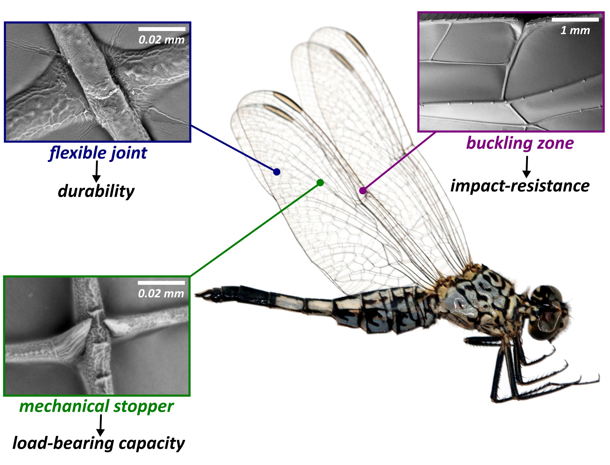 Robustes Natur-Patent mit Potenzial
