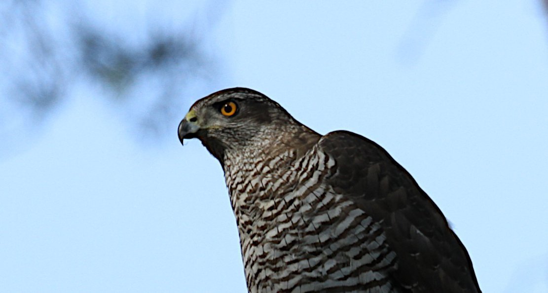 Schleichende Vergiftung bedroht Greifvögel