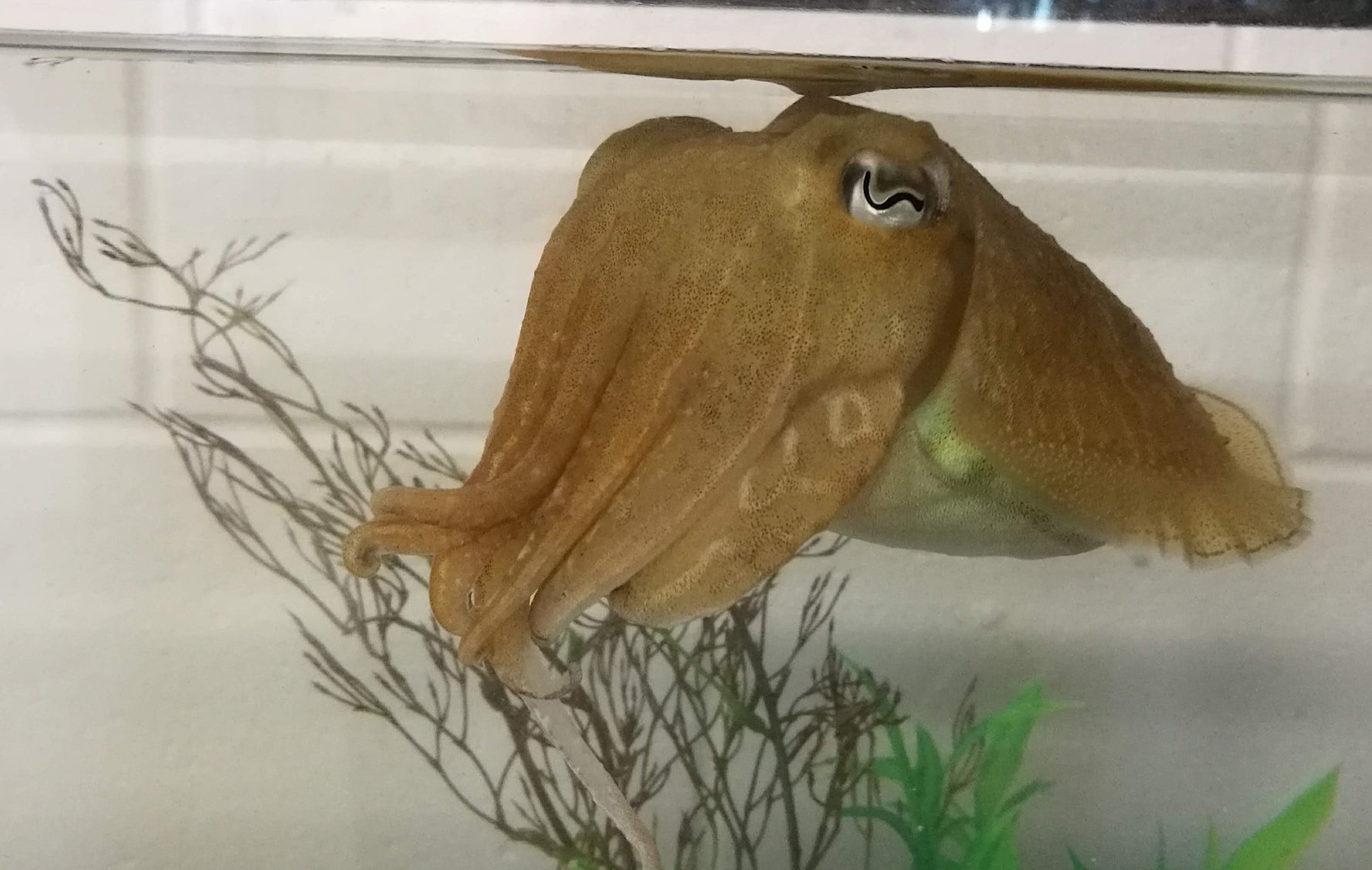 Tintenfische können sich beherrschen