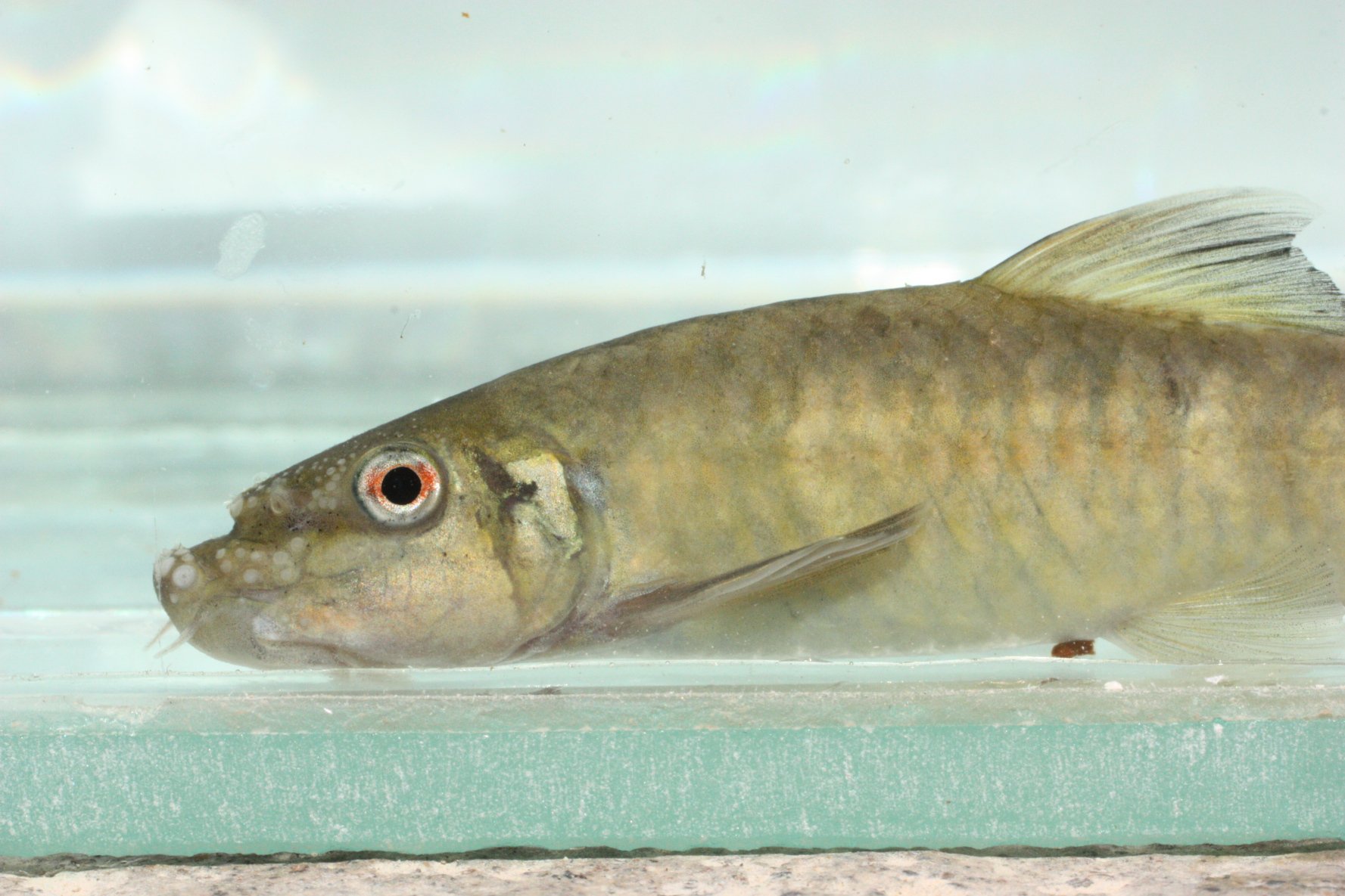 „Verborgene“ Wüstenfisch-Arten aufgedeckt