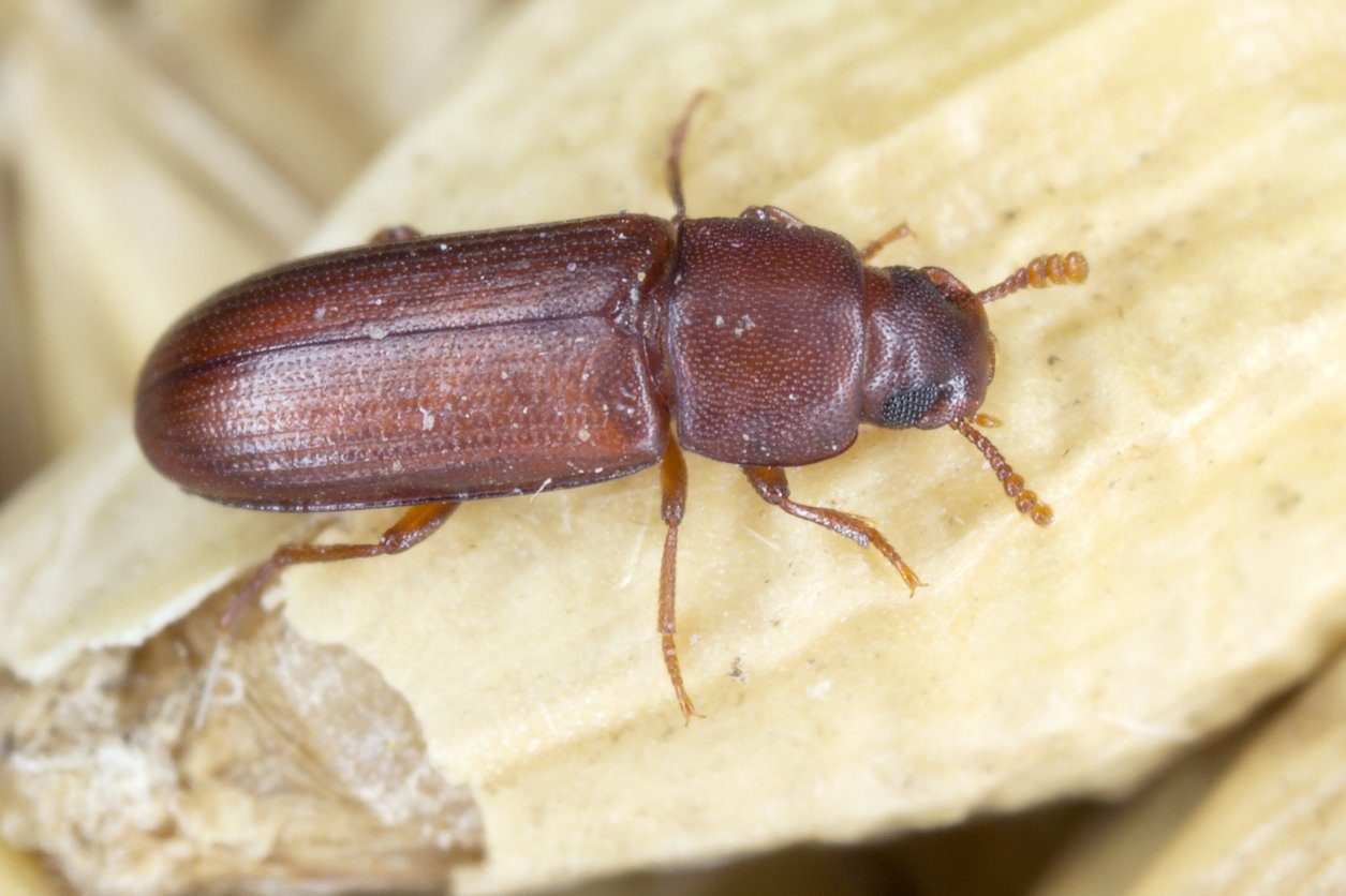 Käfer sollen sich zu Tode pinkeln
