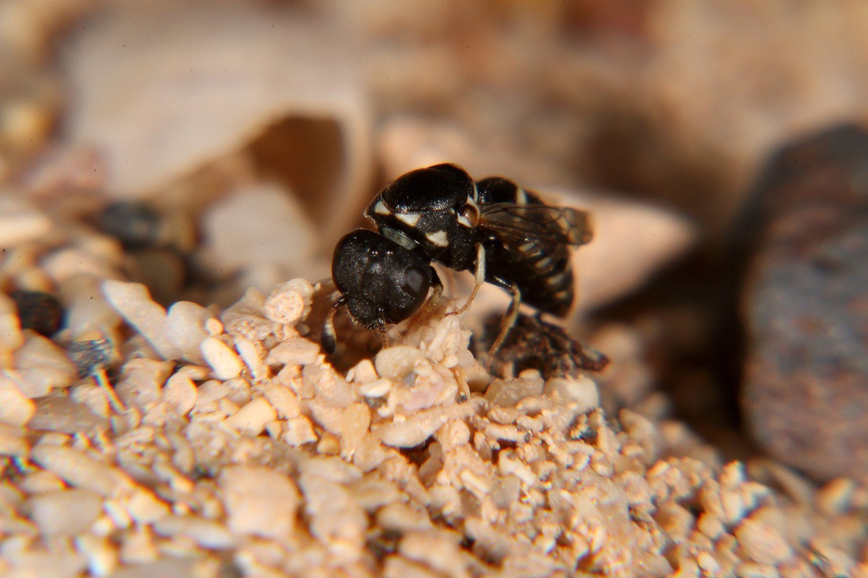 Nester aus Sand und Seide