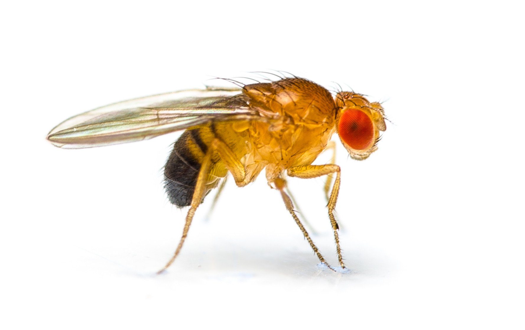Promi-Fliege glänzt mit Flugleistung