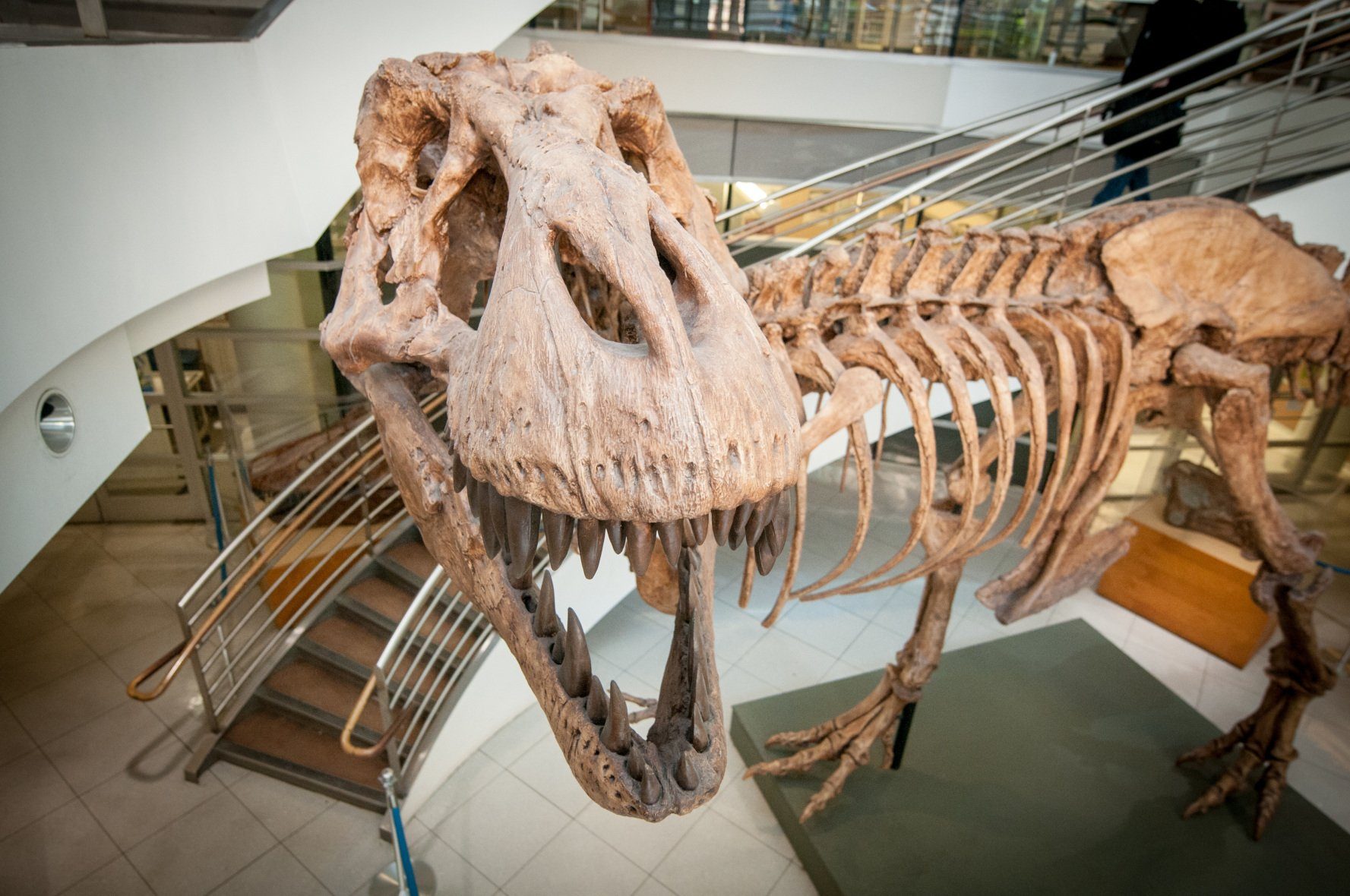T. rex: Wie viele haben jemals existiert?